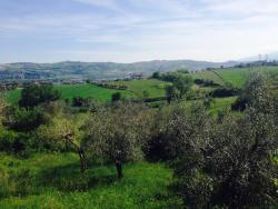 View From Your Olive Tree