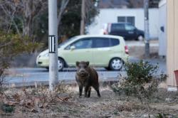 Radioactive Boars Culled In Fukushima As Locals Urged To Return