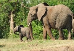 Property Rights are Necessary to Protect Africa’s Wildlife – A Message for Richard Leakey Property Rights are Necessary to Protect Africa’s Wildlife – A Message for Richard Leakey