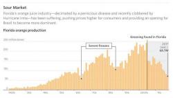 Florida's Orange Growers May Never Recover From Hurricane Irma 