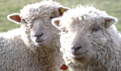 Sheep Logic - This Is The Age Of The High-Functioning Sociopath Sheep Logic - This Is The Age Of The High-Functioning Sociopath