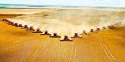 Grains, Meats, Softs Analysis (Video) Grains, Meats, Softs Analysis (Video)