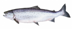 Norway’s Big Fish Story Norway’s Big Fish Story