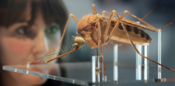 EPA Just Approved The Release Of 'Weaponized' Mosquitoes In 20 US States EPA Just Approved The Release Of 'Weaponized' Mosquitoes In 20 US States