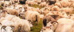 The Herd Mind The Herd Mind