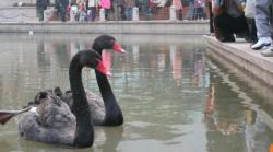 Chinese Black Swans? No Problem!