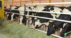 Got Milk? First 165 Cows Airlifted To Qatar