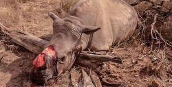 50 Rhino Poachers Shot Dead After India Unleashes "Zero Tolerance" Conservation Policy