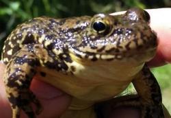 California Ranchers Revolt After State Sets Aside 2 Million Acres For A Frog