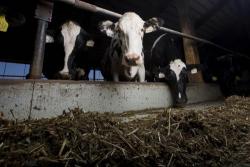 To Bypass Food Embargo, Qatar Will Pay $8 Million To Airlift 4,000 Cows