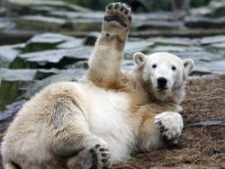 "Perma-bears" 1 - BofA Economist 0 "Perma-bears" 1 - BofA Economist 0
