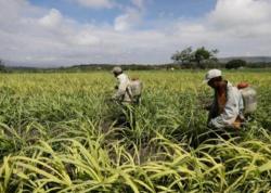 US-Mexico Reach Sugar Trade Deal...There's Just One Problem