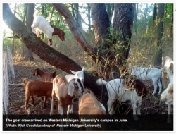 Tuesday Humor? Public Union Files Grievance Against Poison-Ivy-Eating Goats For Stealing Jobs