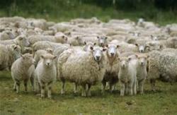 Market Psychology and Sheep Herding (Video)