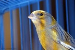 Julian Assange Addresses Public Concerns Regarding Riseup Canary Statement