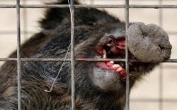 Caught On Video: Radioactive Wild Boar Roam Fukushima Caught On Video: Radioactive Wild Boar Roam Fukushima