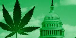 It's Been Exactly 80 Years Since The US Declared War On Weed - And Weed Is Still Winning It's Been Exactly 80 Years Since The US Declared War On Weed - And Weed Is Still Winning